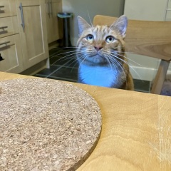 Passports, buckets and spades - the Excellent Cats go on their holidays