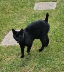 Thread 3 Starmer:  Digging has started, bigger shovel required