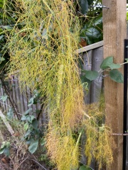 What is happening to my fennel?