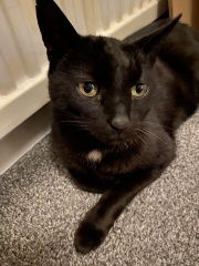 Cat photos