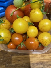 Tomato woe