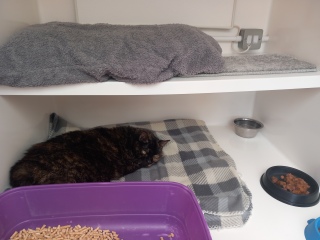 Oh help me, I looked at the "cats needing homes" page!