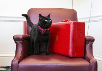 Who is Larry the cat’s family?
