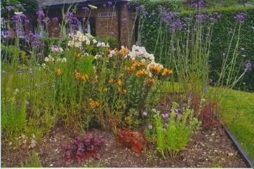 Can anyone ID these nice Epsom Borough Council flowers?