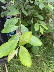 Can anybody tell me what this is?