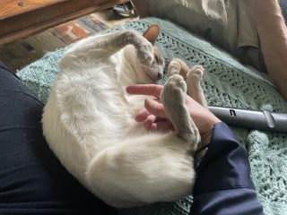 The One where TC moved to Scotland and joined the Excellent Cats