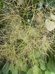 New to the world of plants...can anyone identify these for me?
