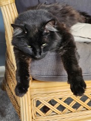 Passports, buckets and spades - the Excellent Cats go on their holidays