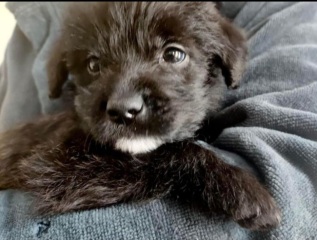 New puppies