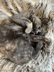 Cat photos