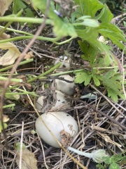 Which bird has laid these eggs in my flower bed?