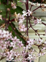 Plant id