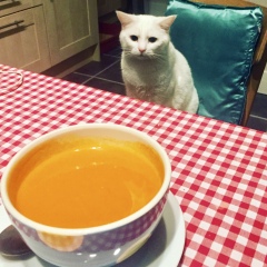 Passports, buckets and spades - the Excellent Cats go on their holidays