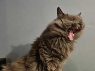 The One where TC moved to Scotland and joined the Excellent Cats