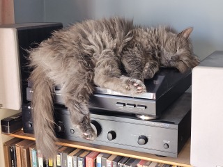 The One where TC moved to Scotland and joined the Excellent Cats