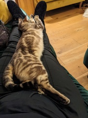 The One where TC moved to Scotland and joined the Excellent Cats