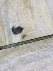 Poo identification