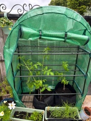 Tomato plants not flowering