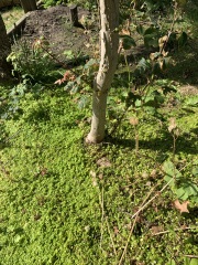 What is this? Could it be killing other things?