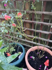 What is going on with my roses?