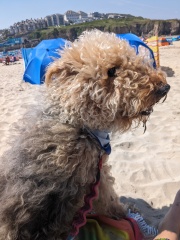 Car recommendations for two mid/large size doggies