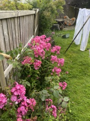Garden fence problem