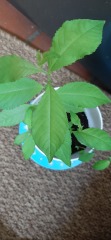 What is this?! Plant id