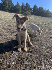 Puppy Survival Thread for New and Old Pups - Spring is around the corner!