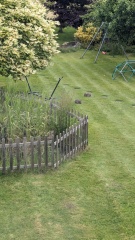 A wild rabbit has moved into my garden… WWYD?