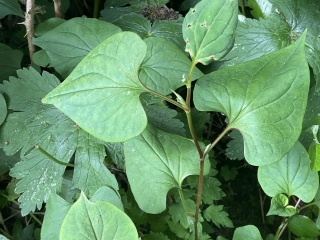 Persicaria bistorta or Japanese knotweed?