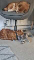 Cat photos