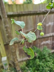 Beautiful cherry tree is sick - how to treat?