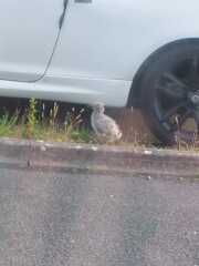 Thread 53 Sunak: Superminority!