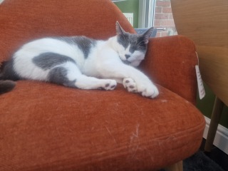 New (first) cat - what sort of bed?