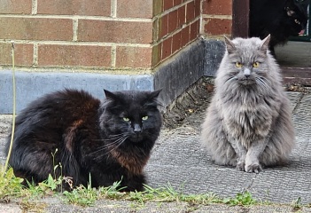 The One where TC moved to Scotland and joined the Excellent Cats