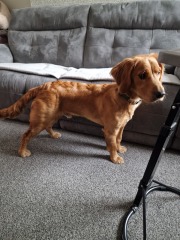 Working Cocker Spaniel?
