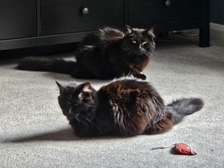 The One where TC moved to Scotland and joined the Excellent Cats