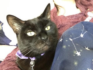 Anyone else's cat sleep UNDER the duvet?!