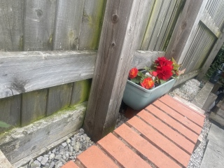 Help with hiding ugly wonky fence