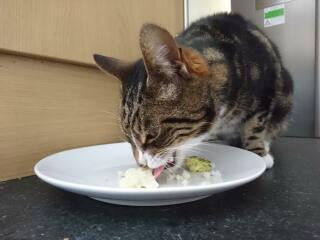 Odd things your cat eat...mine just ate kale.