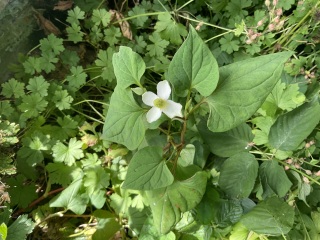 Persicaria bistorta or Japanese knotweed?