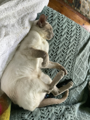 The One where TC moved to Scotland and joined the Excellent Cats