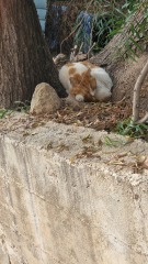 Cat photos