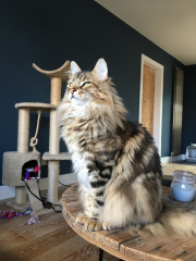 Are these mackerel tabby markings?
