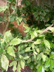 Is this a fungal disease on my shrub