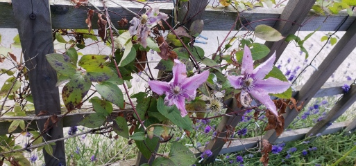 Clematis Care