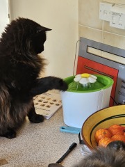 Passports, buckets and spades - the Excellent Cats go on their holidays