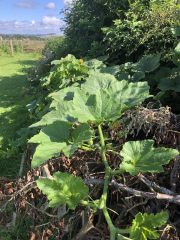 What have you done in the garden today? Part 5