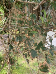 What’s wrong with this tree?