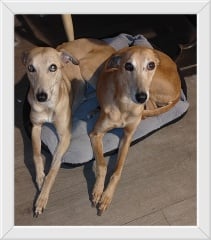 Talk to me about rescue greyhounds/lurchers/whippets